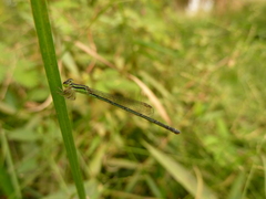 Zygoptera