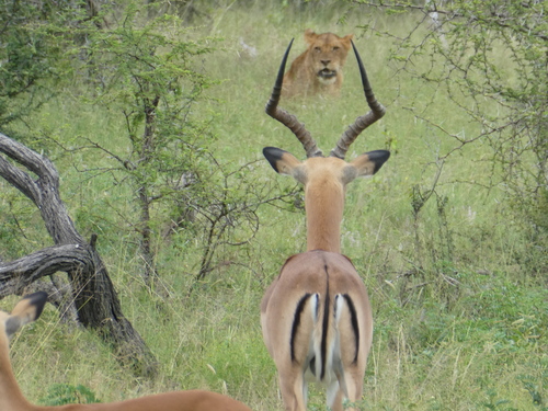 Lion (Panthera leo)
