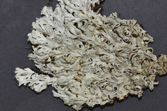 Heterodermia hypoleuca