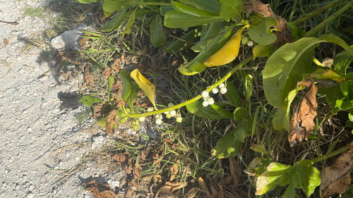 Scaevola taccada observed 2026-03-21