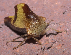 Telamona excelsa