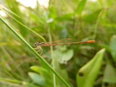 Zygoptera
