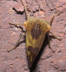 Telamona excelsa