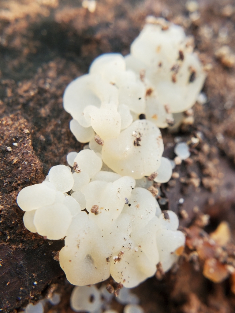 Protohydnum album · March 2026 · photo: © willkuhn (iNaturalist, cc-by)