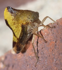 Telamona excelsa