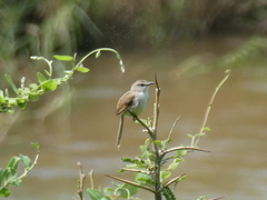 Prinia subflava affinis