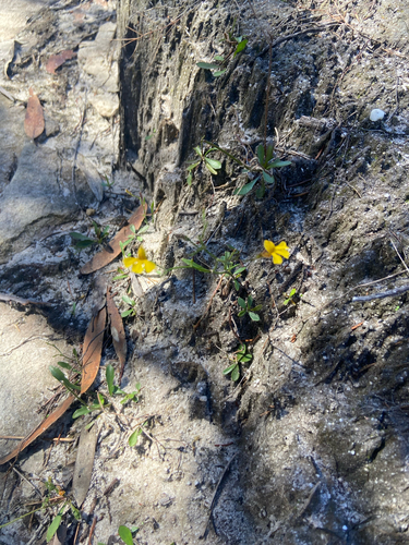 Goodenia paniculata observed 2026-03-22