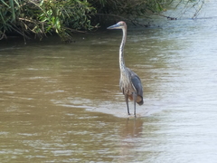 Goliath Heron photo 4