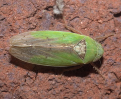 Ponana