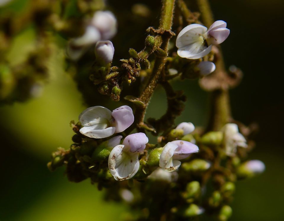 Dalbergia volubilis