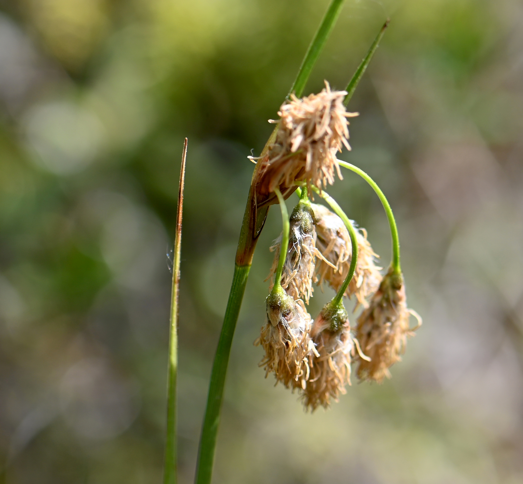 Common Cotton-Grass (Eriophorum angustifolium)
