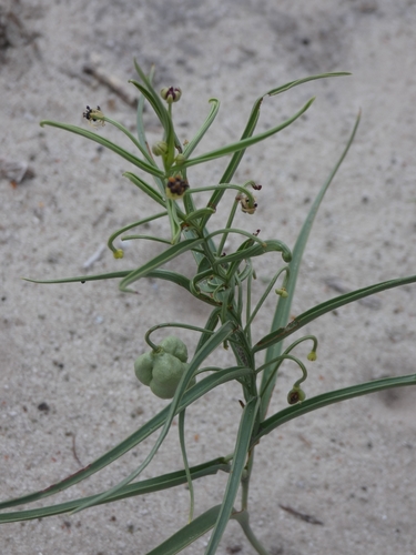 Camptorrhiza strumosa image