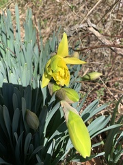 Narcissus pseudonarcissus pseudonarcissus