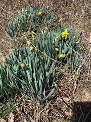 Narcissus pseudonarcissus pseudonarcissus