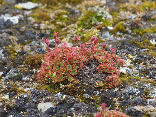 Tufted saxifrage (Saxifraga cespitosa)
