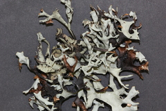 Hypotrachyna cirrhata