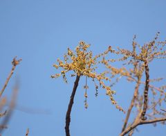 Lannea coromandelica