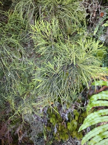 manoao (Manoao colensoi)