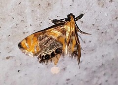 Nymphicula