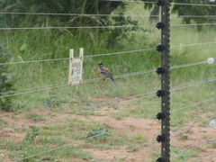 Emberiza flaviventris kalaharica