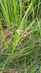 Aphantopus hyperantus