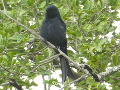 Dicrurus adsimilis fugax