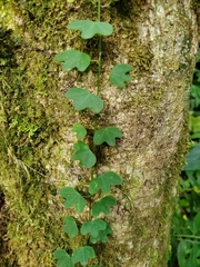 Passiflora lancearia