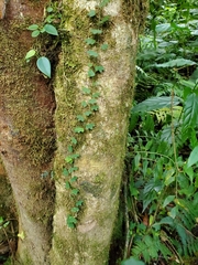 Passiflora lancearia
