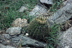 Acanthocalycium spiniflorum