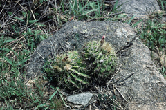 Acanthocalycium spiniflorum