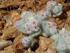 Helichrysum roseo-niveum