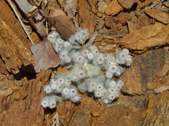 Helichrysum roseo-niveum