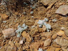 Helichrysum roseo-niveum
