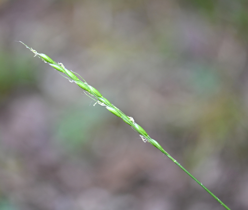 White-grained Mountain-ricegrass (Oryzopsis asperifolia)