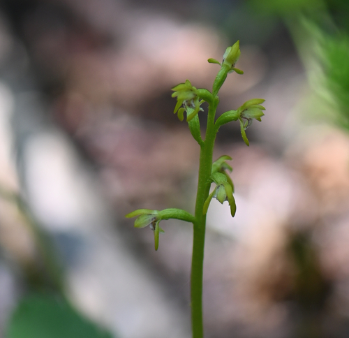 northern coralroot (Corallorhiza trifida)