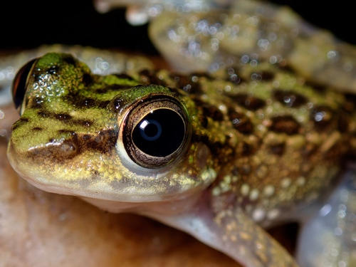 Larut Hill Cascade Frog, Amolops larutensis