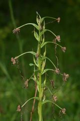 Habenaria commelinifolia
