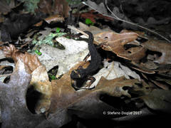 Salamandrina perspicillata