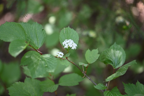 squashberry (Viburnum edule)
