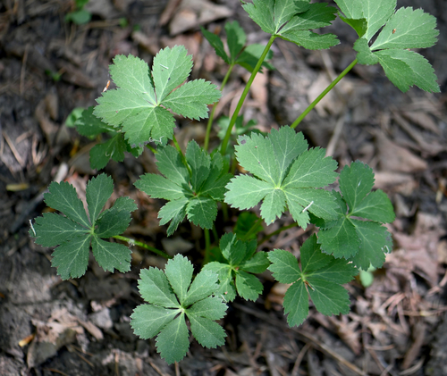 Maryland Sanicle (Sanicula marilandica)