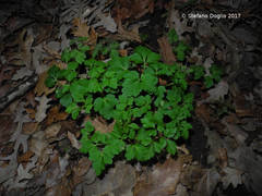 Anemonoides apennina