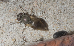 Myolepta