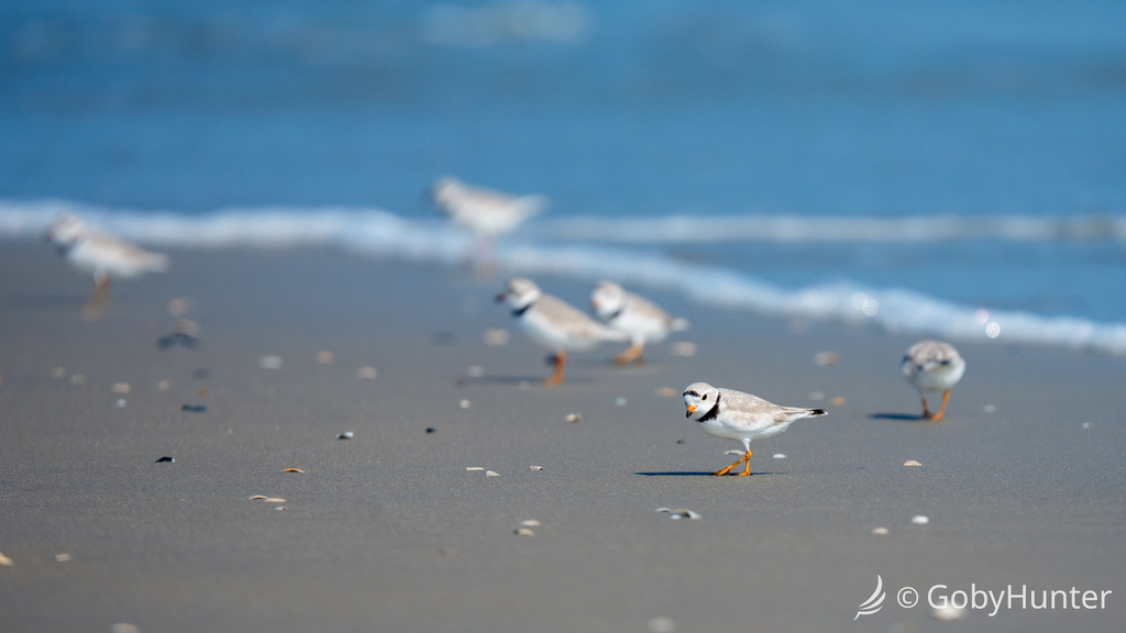 Piping Plover
