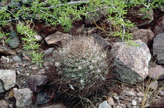 Acanthocalycium thionanthum