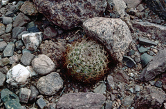 Acanthocalycium thionanthum
