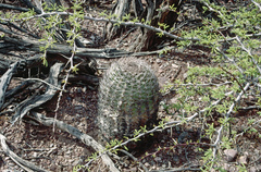 Acanthocalycium thionanthum