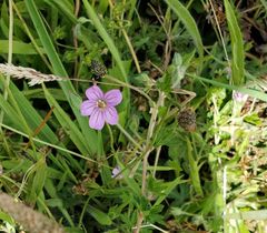 Geranium magellanicum