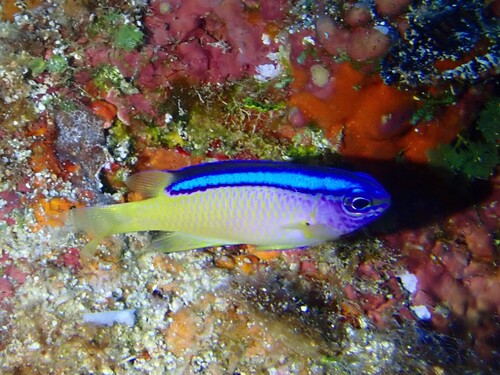 Chrysiptera caeruleolineata observed 2026-03-22