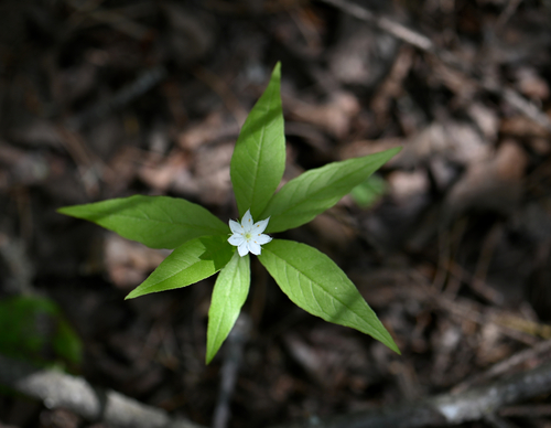 northern starflower (Lysimachia borealis)