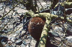 Acanthocalycium thionanthum